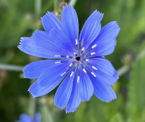 Pla detall de flor de color blau morat